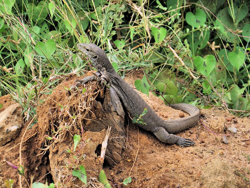 G (100) Land Monitor - Yala NP.JPG